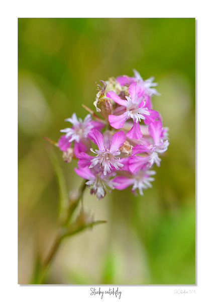 Sticky catchfly Picture Board by JC studios LRPS ARPS
