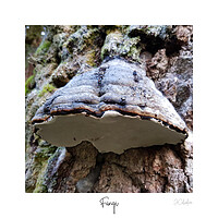Buy canvas prints of Fungi by JC studios LRPS ARPS