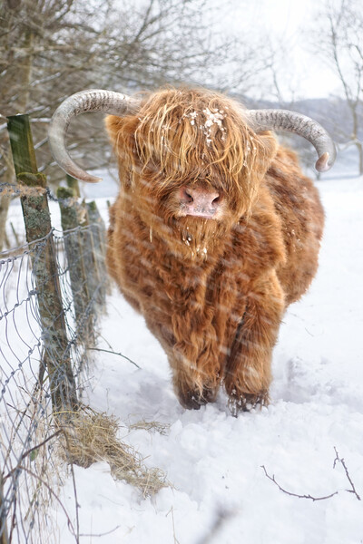  Highland, Scottish (Coo) Cow in Loch Lomond Scotl Picture Board by JC studios LRPS ARPS