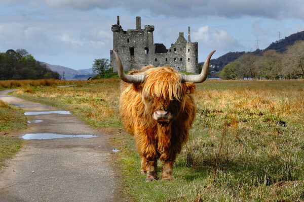 Highland coo cow and kilchurn castle Scotland, Highlands, Scotland Picture Board by JC studios LRPS ARPS