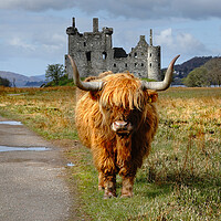 Buy canvas prints of Highland coo cow and kilchurn castle Scotland, Highlands, Scotland by JC studios LRPS ARPS
