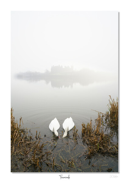     Team work,  makes the dream  work, Linlithgow, Scotland. Palace, Queen, Swans, lake Picture Board by JC studios LRPS ARPS