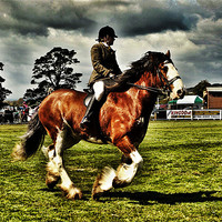Buy canvas prints of Ridden Clydesdale Horse by robert garside
