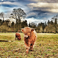 Buy canvas prints of Highland cow at Glamis Castle by robert garside