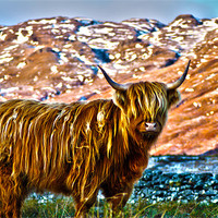 Buy canvas prints of Highland Cow by T2 Images