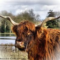 Buy canvas prints of Highland Cow by Lady Debra Bowers L.R.P.S