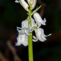 Buy canvas prints of White Bluebells by Lady Debra Bowers L.R.P.S