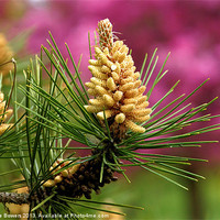 Buy canvas prints of Pine Flowers by Lady Debra Bowers L.R.P.S