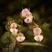 Buy canvas prints of Jewelweed/Himalayan balsam by Lady Debra Bowers L.R.P.S