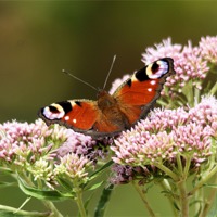 Buy canvas prints of Peacock Butterfly by Lady Debra Bowers L.R.P.S