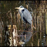 Buy canvas prints of Heron & Reflection by Lady Debra Bowers L.R.P.S