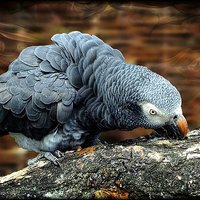 Buy canvas prints of African Grey Parrot by Lady Debra Bowers L.R.P.S