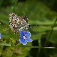 Buy canvas prints of Brown Argus by Lady Debra Bowers L.R.P.S