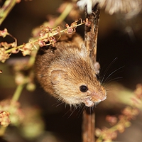 Buy canvas prints of Harvest Mouse by Lady Debra Bowers L.R.P.S