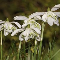 Buy canvas prints of  Double headed Snowdrops by Lady Debra Bowers L.R.P.S
