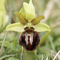 Buy canvas prints of  Early Spider Orchid  by Lady Debra Bowers L.R.P.S