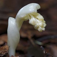 Buy canvas prints of  Birds Nest Orchid  by Lady Debra Bowers L.R.P.S