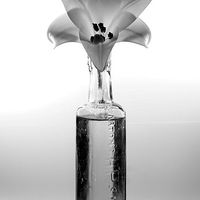 Buy canvas prints of  Calla Lilly in a bottle Monochrome  by Lady Debra Bowers L.R.P.S