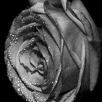 Buy canvas prints of  B&W Rose with drops  by Lady Debra Bowers L.R.P.S