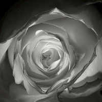 Buy canvas prints of A Glowing Rose   by Lady Debra Bowers L.R.P.S