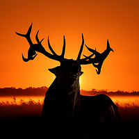 Buy canvas prints of Sunrise/Sunset Stag by Lady Debra Bowers L.R.P.S