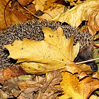 Buy canvas prints of Rummaging Hedgehog in Autumn Leaves  by Lady Debra Bowers L.R.P.S