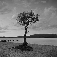 Buy canvas prints of The lone Tree in B&W by Lady Debra Bowers L.R.P.S