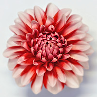 Buy canvas prints of Dahlia in Colour  by Lady Debra Bowers L.R.P.S