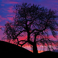 Buy canvas prints of Frandy Tree at Sunrise  by Lady Debra Bowers L.R.P.S