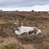 Buy canvas prints of Reindeer having a rest  by Lady Debra Bowers L.R.P.S