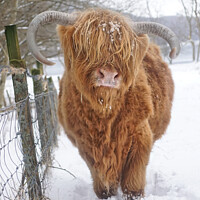 Buy canvas prints of Highland Cow in Snow  by Lady Debra Bowers L.R.P.S