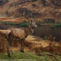Buy canvas prints of Majestic Highland Stag  by Lady Debra Bowers L.R.P.S