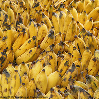 Buy canvas prints of Yellow Bananas by Paul Corrigan