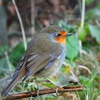 Buy canvas prints of Robin resting on a twig by 