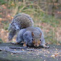 Buy canvas prints of Squirrel having a well deserved munch. by 