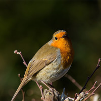 Buy canvas prints of A little Robin by 