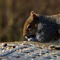 Buy canvas prints of Munching on somebodies nuts by 