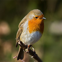 Buy canvas prints of Robin by 