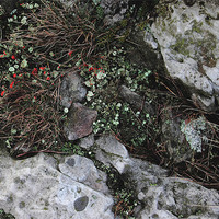 Buy canvas prints of study of Cladonia lichen 1 by simon powell
