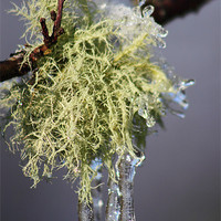 Buy canvas prints of Iced Lichen brecon beacons by simon powell
