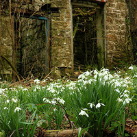 Buy canvas prints of snow drops brecon beacons wales by simon powell