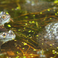 Buy canvas prints of brecon beacons wildlife frog by simon powell