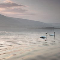 Buy canvas prints of pair of swans llangorse lake brecon beacons by simon powell