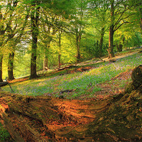 Buy canvas prints of bluebells woodland black mountains brecon beacons by simon powell