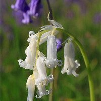 Buy canvas prints of bluebells rare white in the black mountains brecon by simon powell