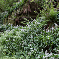 Buy canvas prints of Wild garlic welsh woodland 8833 by simon powell