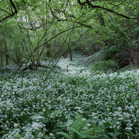 Buy canvas prints of Wild garlic welsh woodland 8842 by simon powell