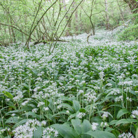 Buy canvas prints of Wild garlic welsh woodland 8845 by simon powell