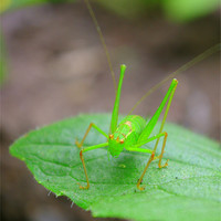 Buy canvas prints of Grasshopper by alice woodward