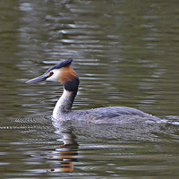 Buy canvas prints of Great Crested Grebe by Jeff Hardwick